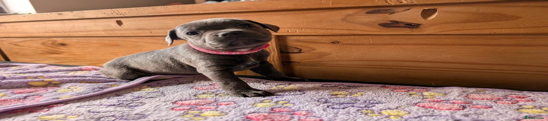 Pink collar 