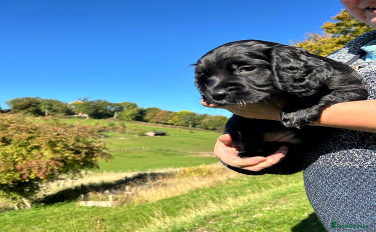 Sprocker dogs - Advert 4