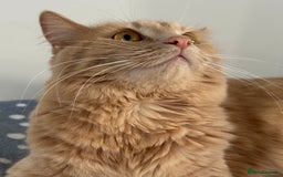 Norwegian Forest Cat cats for sale: Two friendly cats need to be rehomed together - Image 1