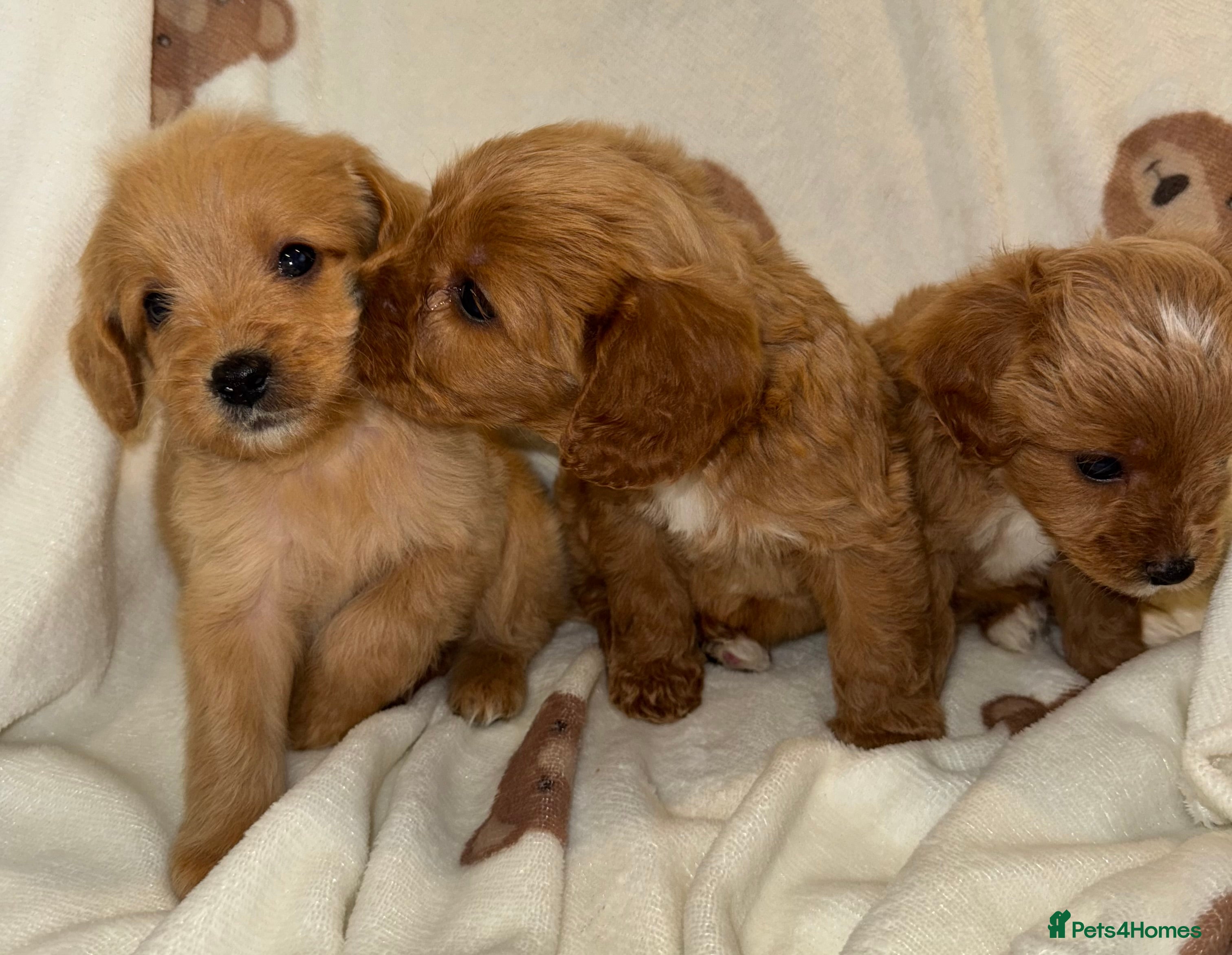 Cavapoo dogs Gorgous F1 Cavapoo puppies💙 - Advert 4