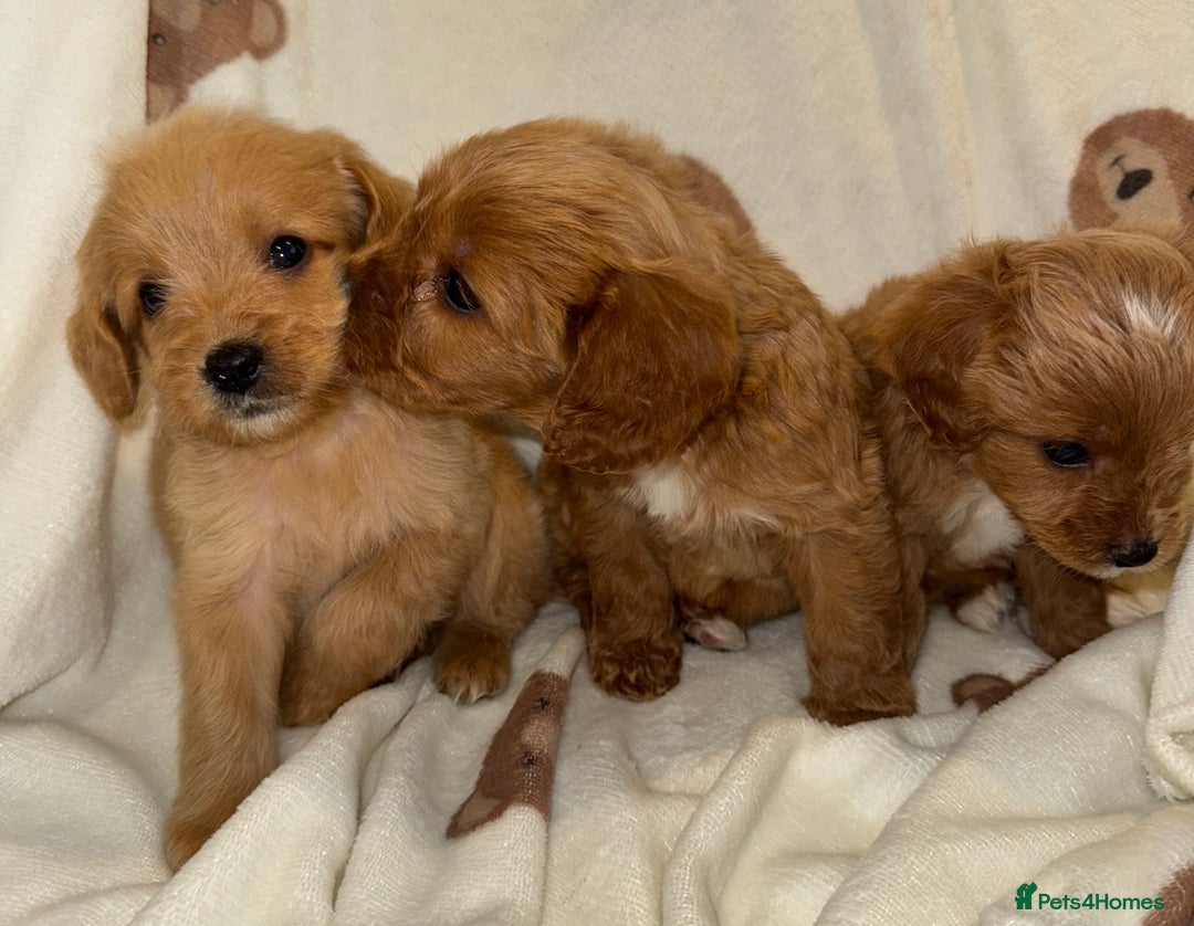 Cavapoo dogs for sale: Gorgous F1 Cavapoo puppies💙 - Advert 5