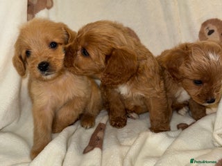 Cavapoo dogs Gorgous F1 Cavapoo puppies💙 - Advert 18