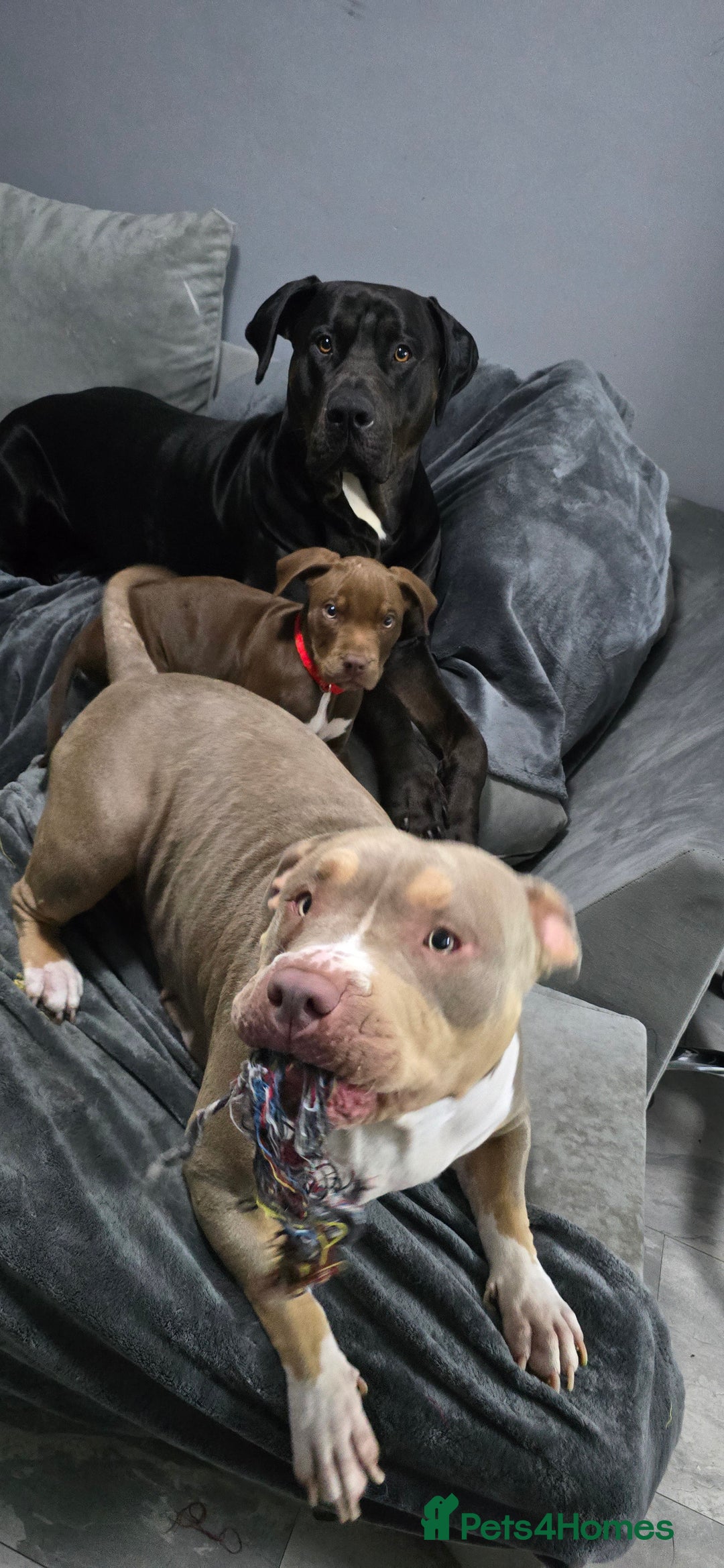Mixed Breed dogs for sale: Dobermam x Bully Male Pup - Image 1