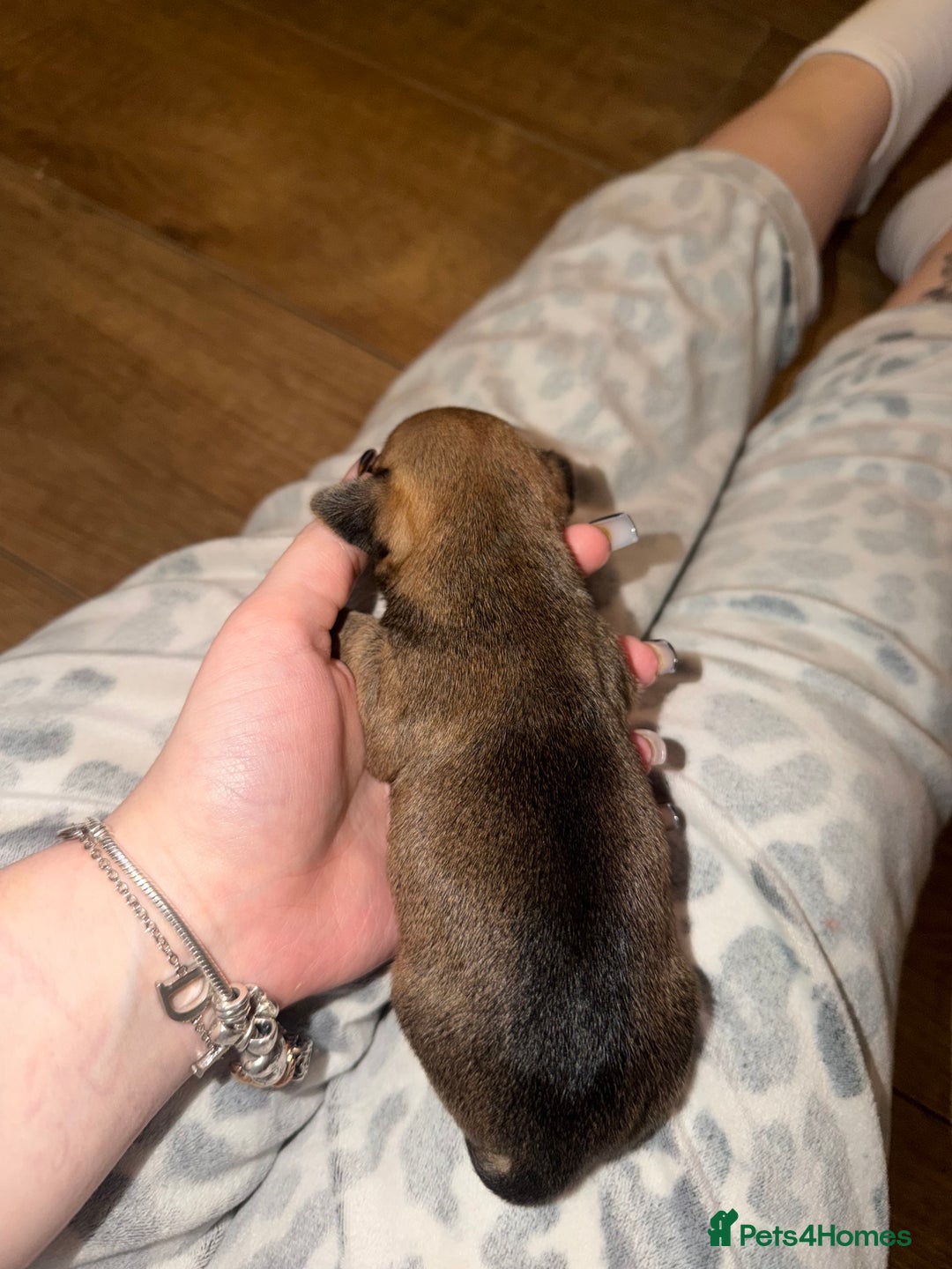 Chiweenie dogs for sale: Chiweenies  - Advert 12