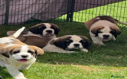 Saint Bernard dogs for sale: Rough male ready to leave  - Image 4