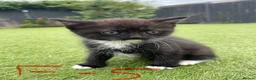 Mixed Breed cats for sale: Mixed british shorthair kittens - Advert 13