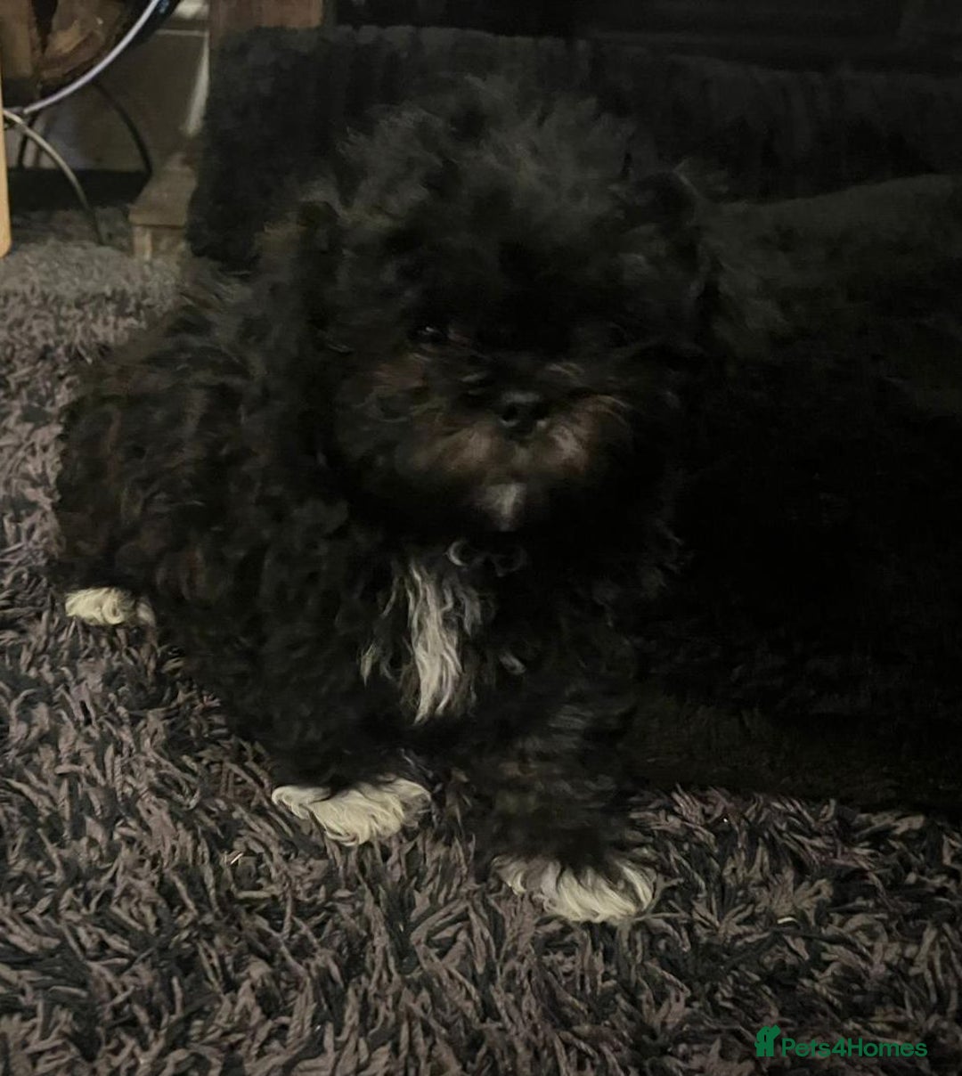 Shih Tzu dogs for sale: Shih-Tzu Male Puppies for Sale. - Advert 5