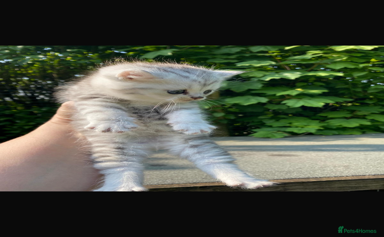 British Shorthair cats - Advert 9