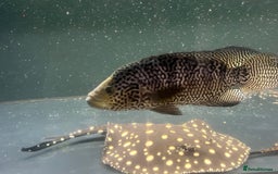 Other/Mixed Breed fish for sale: Predatory fish  - Image 9
