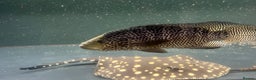 Other/Mixed Breed fish for sale: Predatory fish - rays - eel - jags  - Advert 9