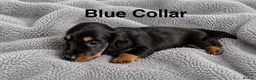Miniature Dachshund dogs for sale: Last Male left - Miniature Dachshund Puppies - Advert 4