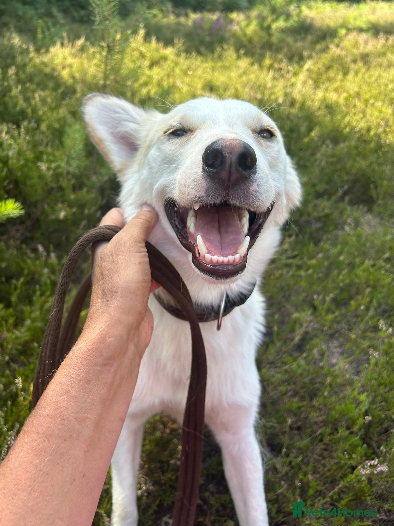 Mixed Breed dogs Song - Norwich Norfolk  - Advert 12