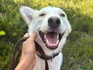 Mixed Breed dogs Song - Norwich Norfolk - Advert 12