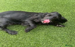 Cocker Spaniel dogs for sale: Miniature working Cocker spaniel puppies for sale - Image 6