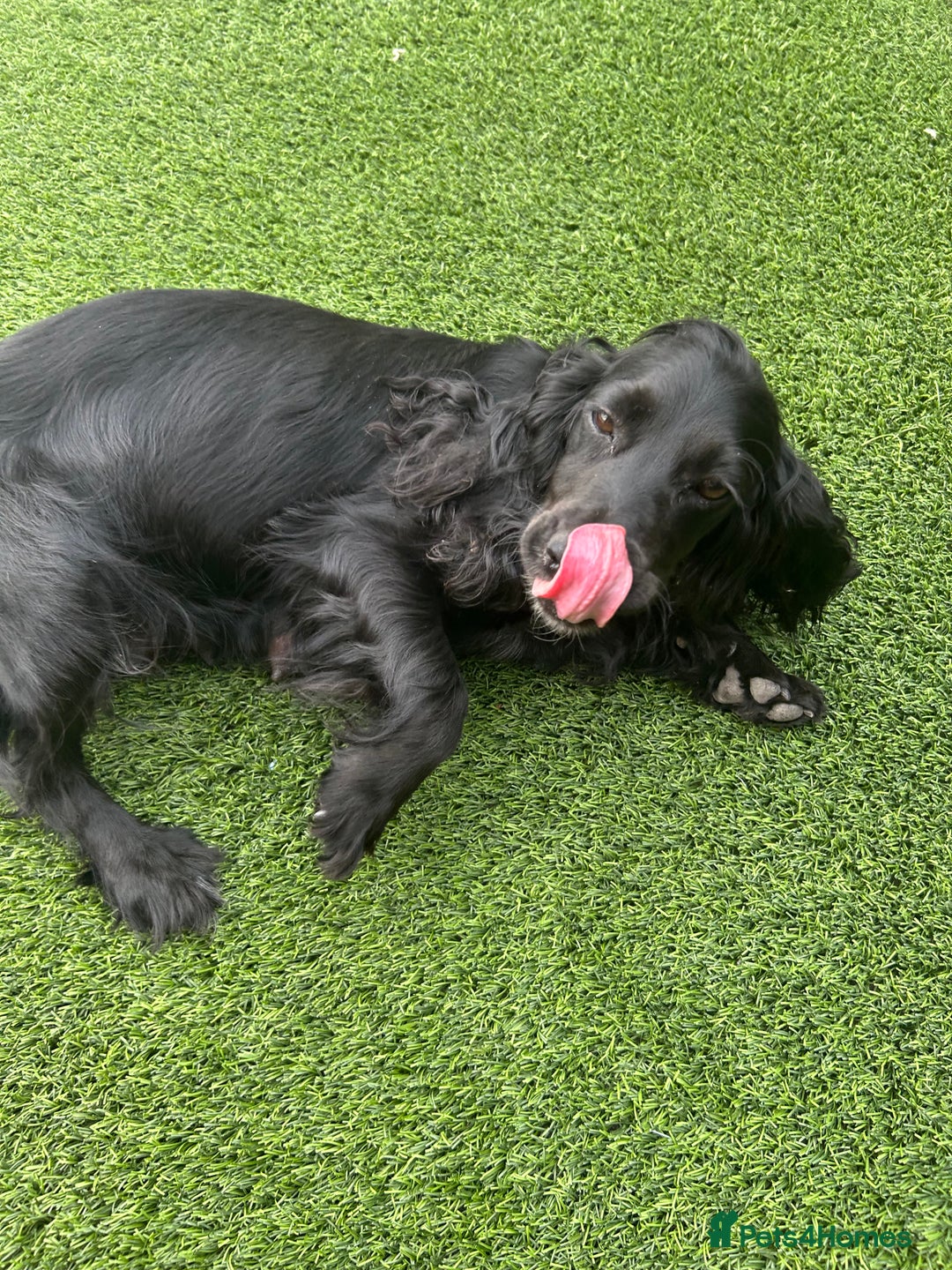 Cocker Spaniel dogs for sale: Miniature working Cocker spaniel puppies for sale - Image 6