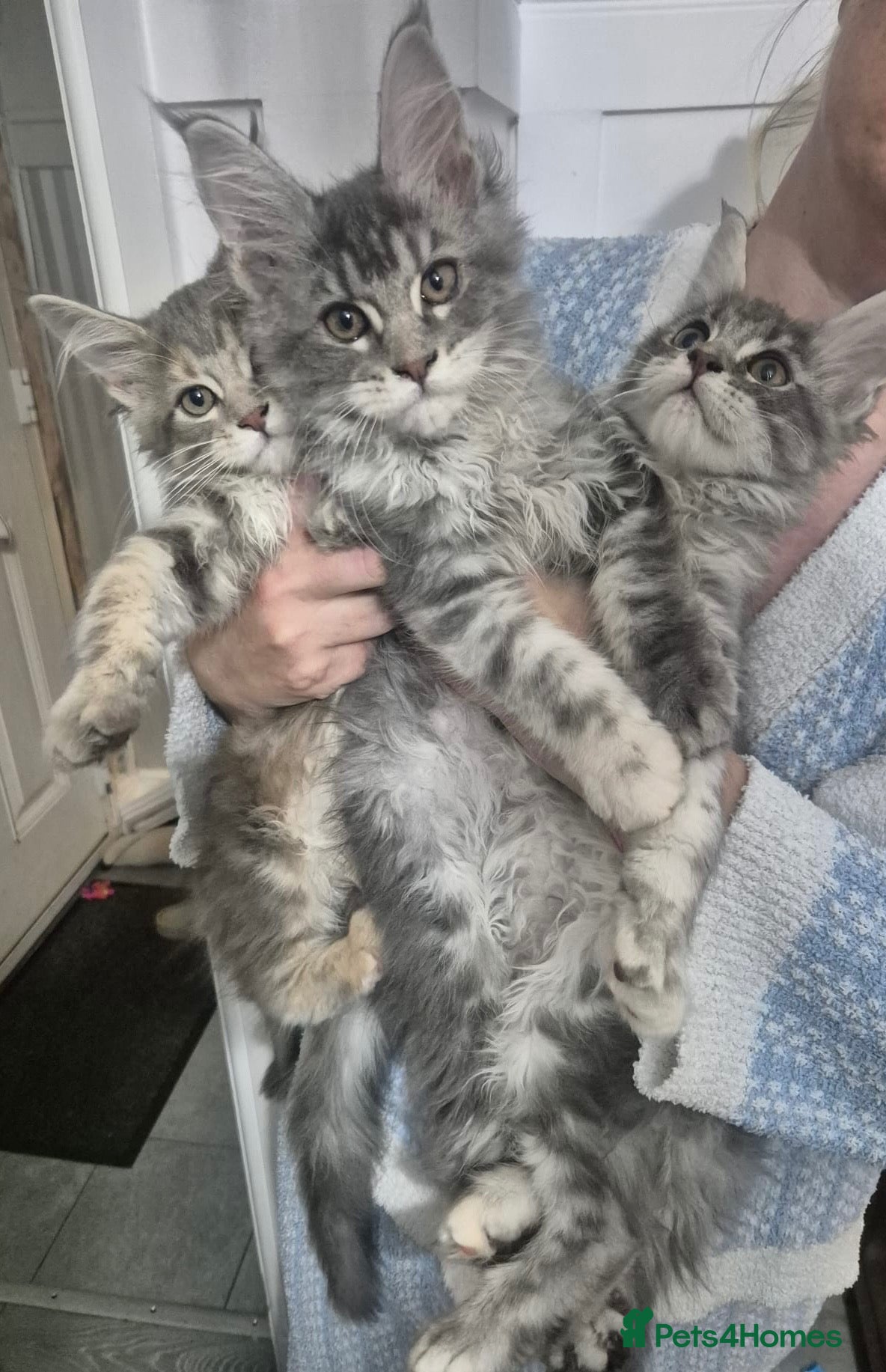 Maine Coon cats Mainecoon kittens tica registered dna clear  - Advert 1