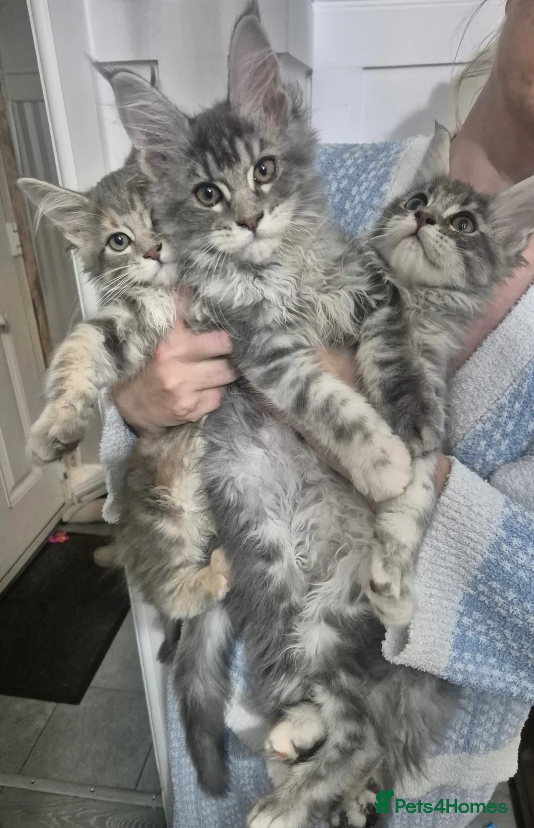 Maine Coon cats for sale: Mainecoon kittens tica registered dna clear  - Advert 1