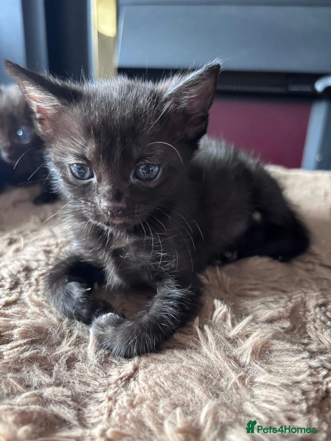 Mixed Breed cats for sale: Kittens  in Warrington - Advert 2