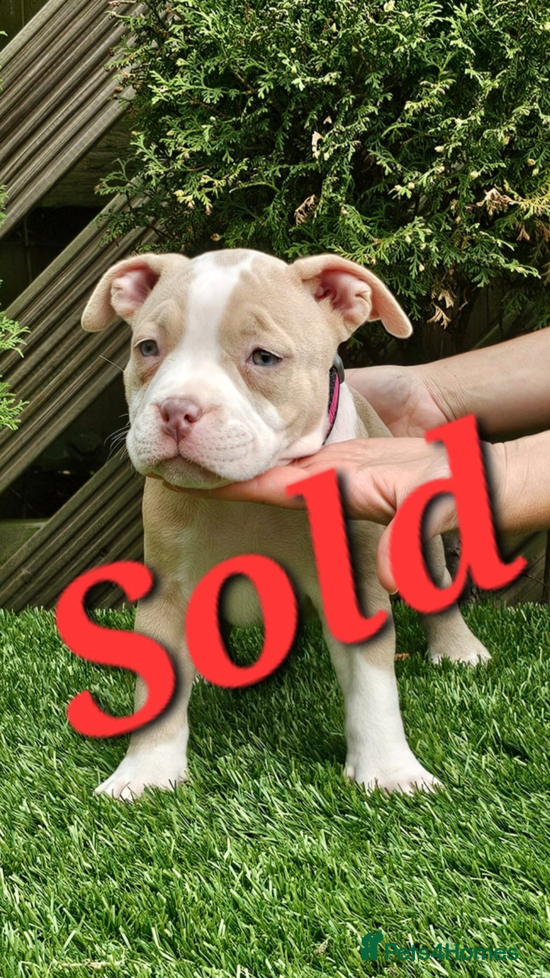 American Bully dogs for sale: pocket bully pups, ABKC registered, 14wks old. - Image 12