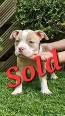 American Bully Puppy 7