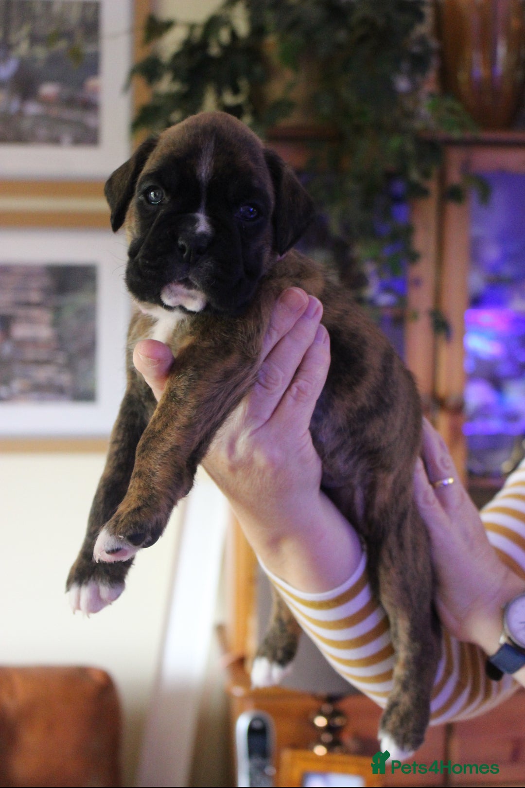 Boxer dogs for sale: KC Boxer Puppies for sale 4 Dogs 2 Bitches - Image 19