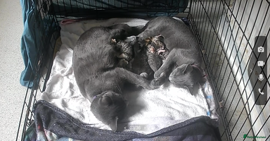 Mixed Breed cats - Advert 10