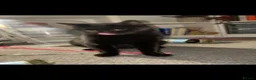 Mixed Breed cats for sale: Black female needing home ASAP - Advert 2