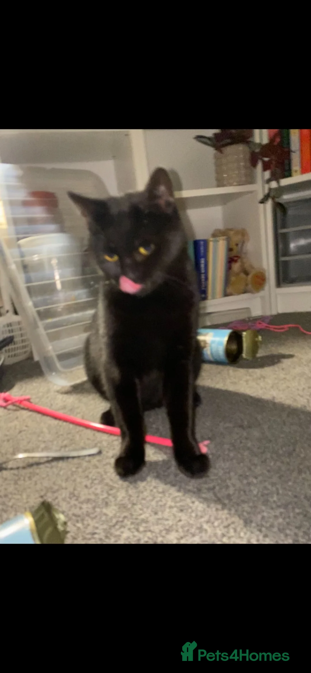 Mixed Breed cats for sale: Black female needing home ASAP - Advert 2