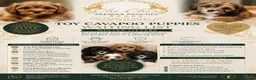 Cavapoo dogs for sale: WAITING LIST  - Advert 1