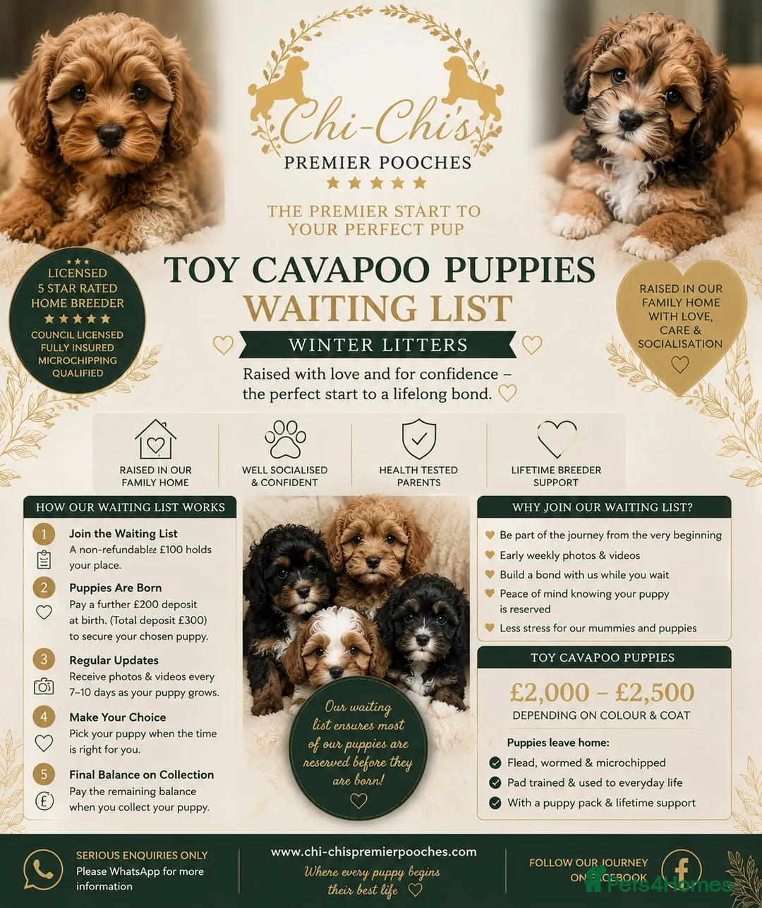 Cavapoo dogs for sale: WAITING LIST  - Advert 1
