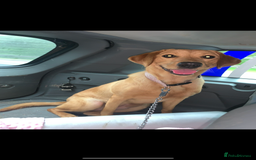 Labrador Retriever dogs for sale: Fox Red Labrador’s  - Image 17