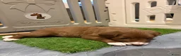 Sprollie dogs for sale: SPROLLIE PUPPIES LOOKING FOR THEIR FOREVER HOMES  - Advert 12