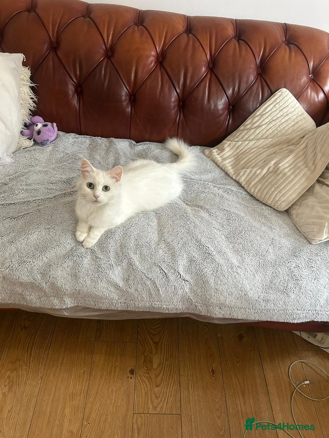 Turkish Angora cats for sale: Adorable Turkish Angora Kittens – Ready Now 🐾 - Advert 8