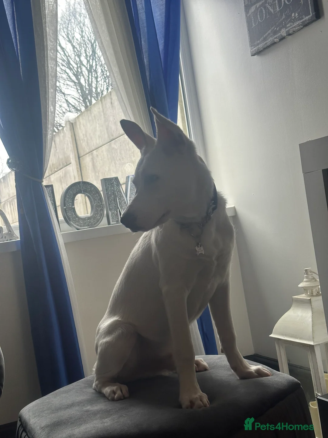 Mixed Breed dogs for sale: Mixed Belgian Malinois  - Advert 2