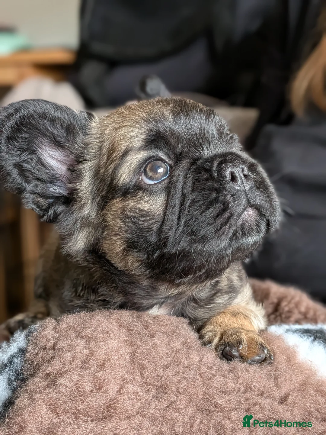 French Bulldog dogs for sale: Fluffy Frenchies - Advert 19