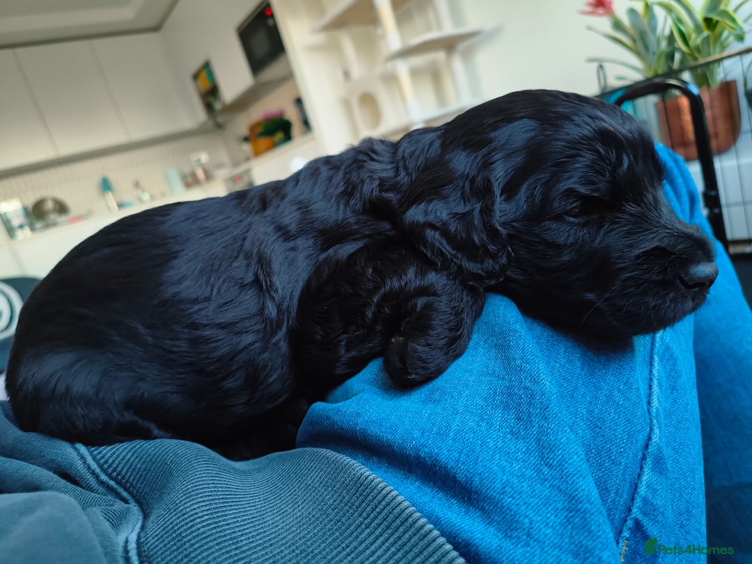 Labradoodle dogs for sale: Australian Labradoodle Puppies - Advert 18