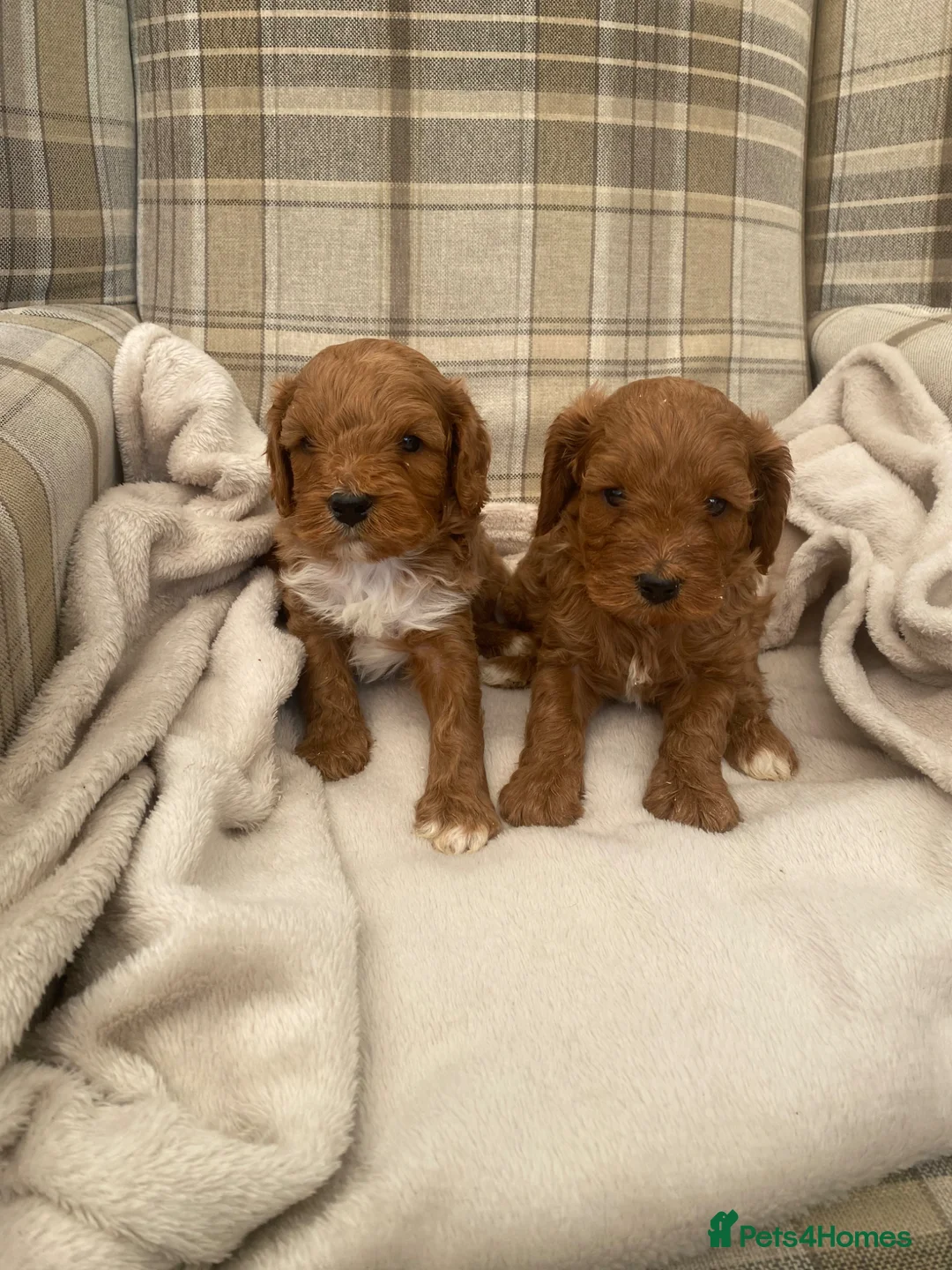 Cavapoo dogs for sale: Beautiful cavapoo puppies - Advert 1