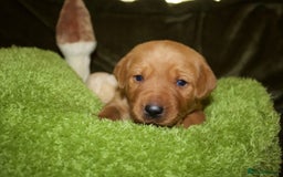 Labrador Retriever dogs for sale: 🐾 KC Registered Fox Red Lab Puppies 🐾 - Image 39