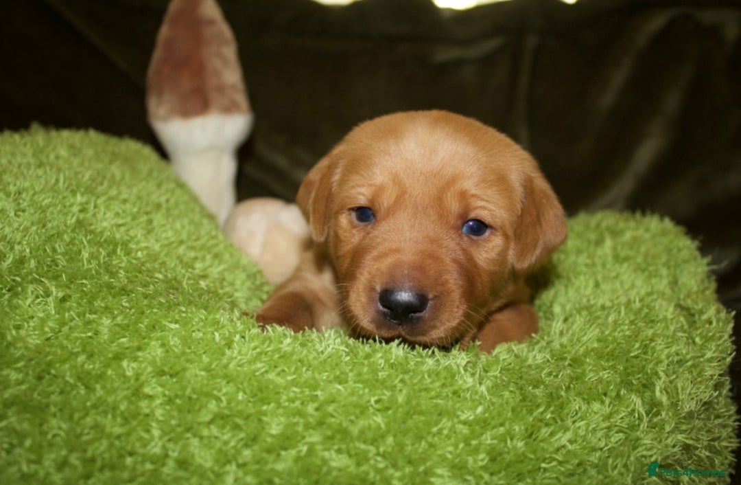 Labrador Retriever dogs for sale: 🐾 KC Registered Fox Red Lab Puppies 🐾 - Image 39