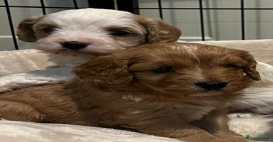 Cavapoo dogs - Advert 15