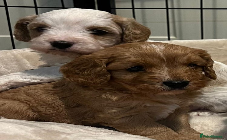 Cavapoo dogs - Advert 1