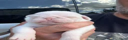 Pug dogs for sale: Stunning litter of 4 Prestige KC reg Pink Pug Pups - Advert 6