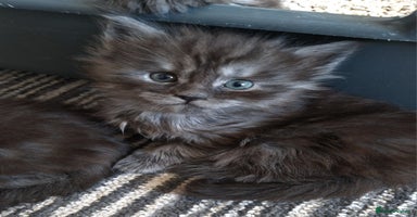 Maine Coon cats Pedigree Smoke Russian Line Mainecoons - Advert 1