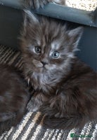 Maine Coon cats Pedigree Smoke Russian Line Mainecoons - Advert 1