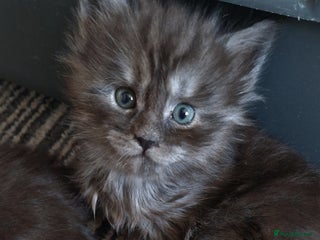 Maine Coon cats Pedigree Smoke Russian Line Mainecoons - Advert 1