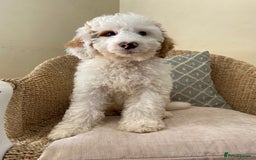 Double Doodle dogs for sale: Gorgeous Australian Double Doodle Pups - Image 15