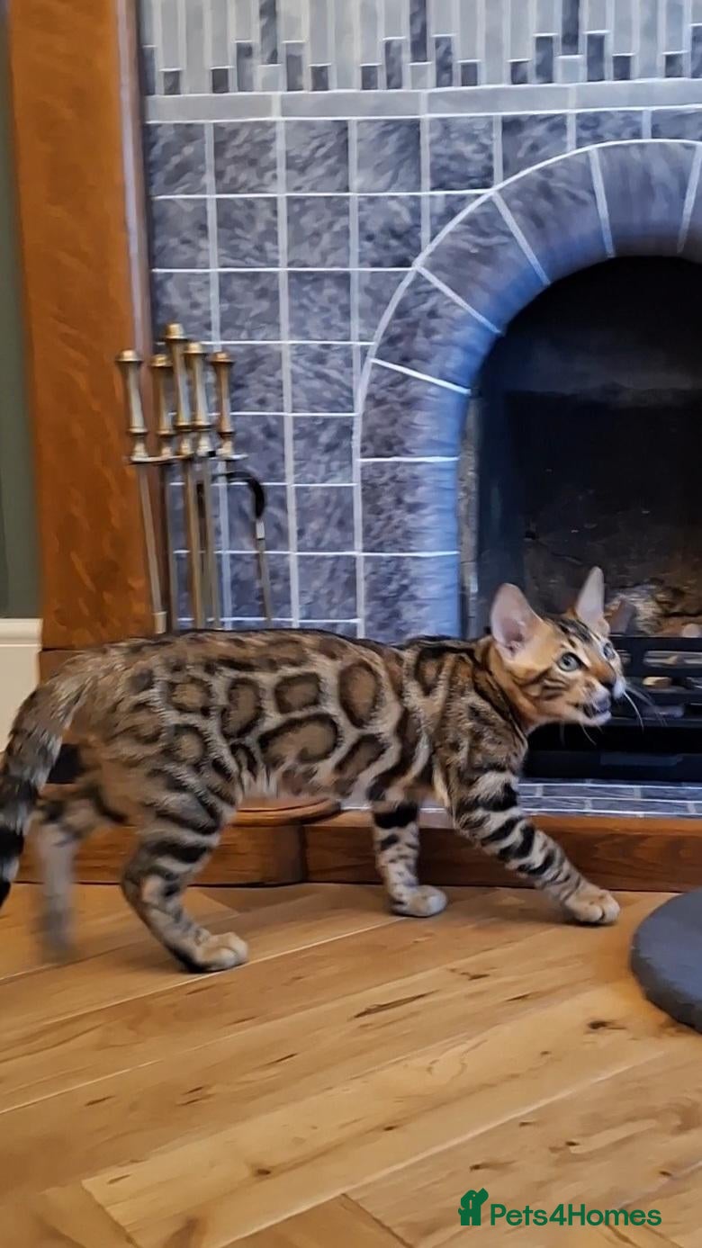 Bengal cats Wild and Luxurious Tica Bengals - Advert 1