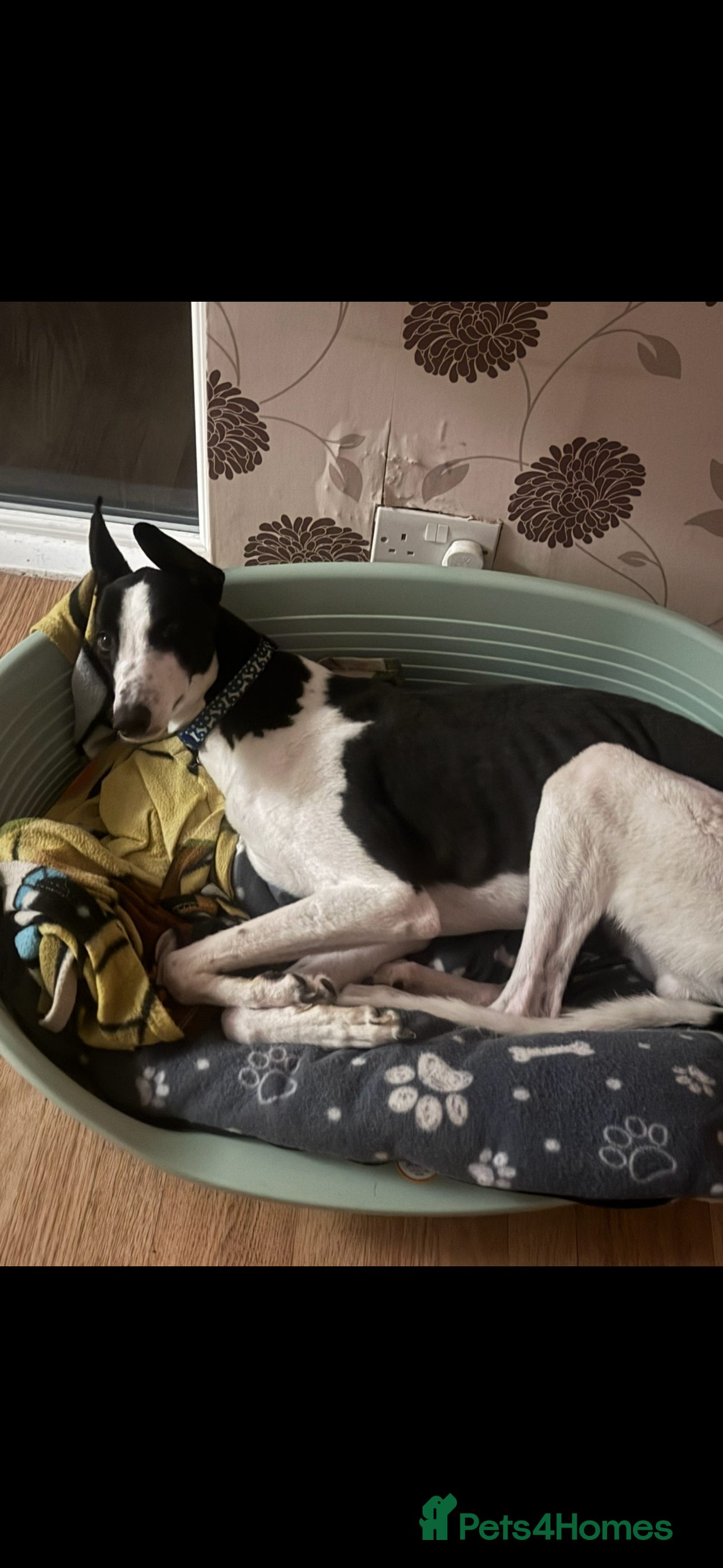 Greyhound dogs 2 year old greyhound FREE TO A GOOD HOME  - Advert 1