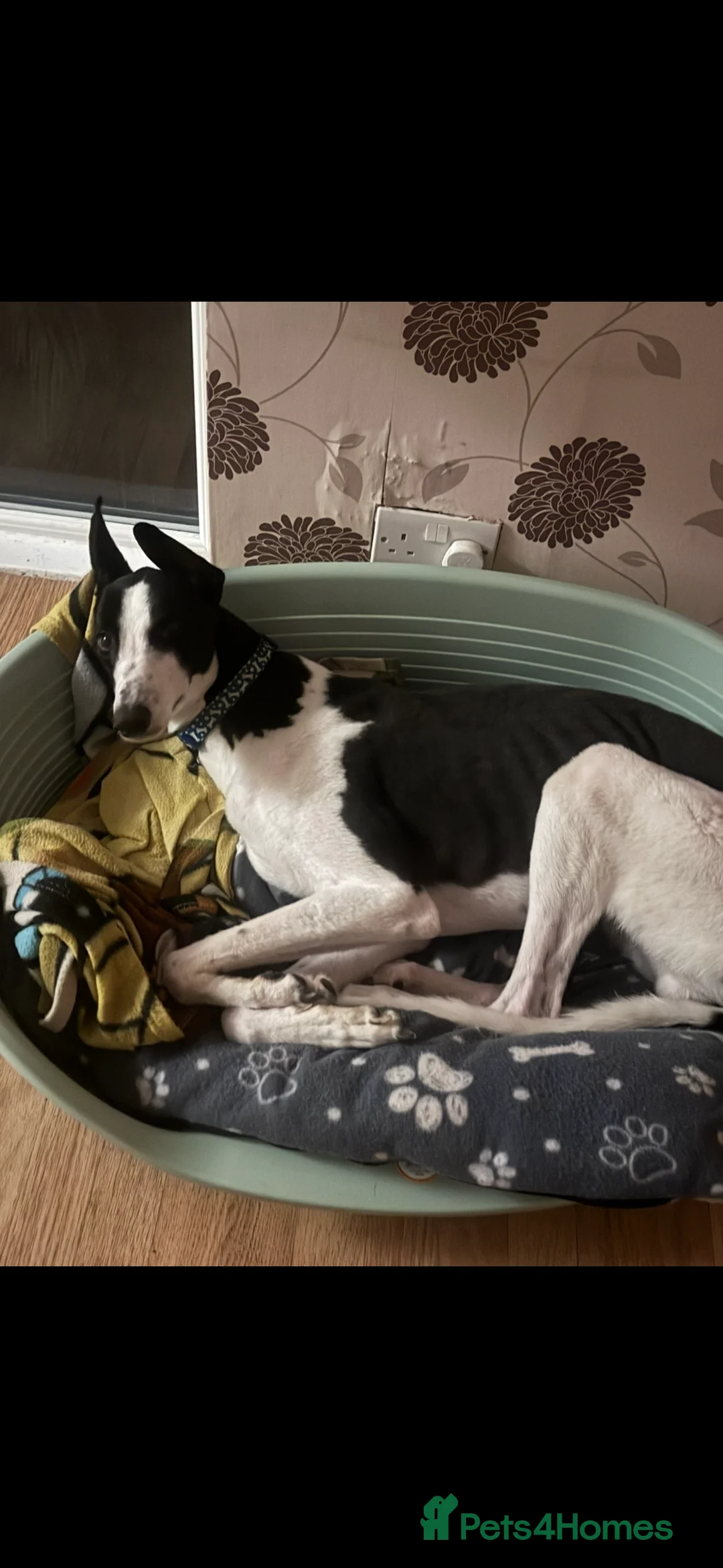 Greyhound dogs for sale: 2 year old greyhound  **   - Advert 1