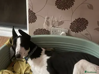 Greyhound dogs 2 year old greyhound FREE TO A GOOD HOME - Advert 1
